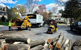 How Our Tree Care Process Works  in  Gladstone, MO